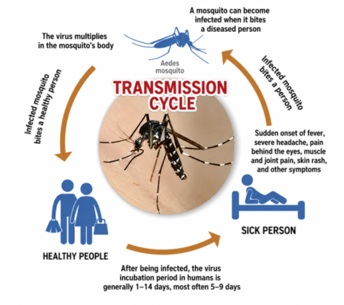 Illustration showing the dengue transmission cycle