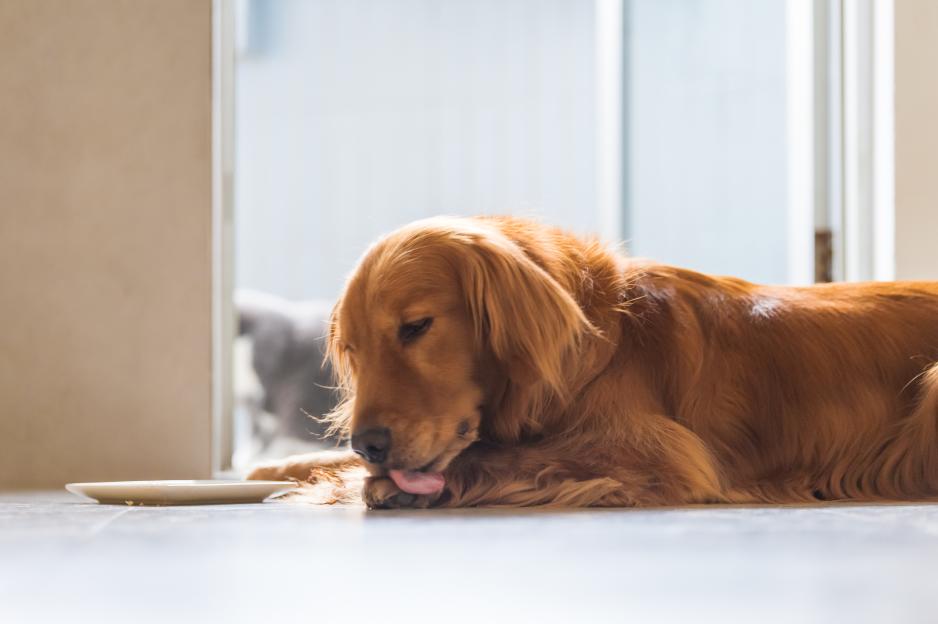 The worrying reason your dog is licking their paws more than ever, here’s how to avoid a trip to the vet