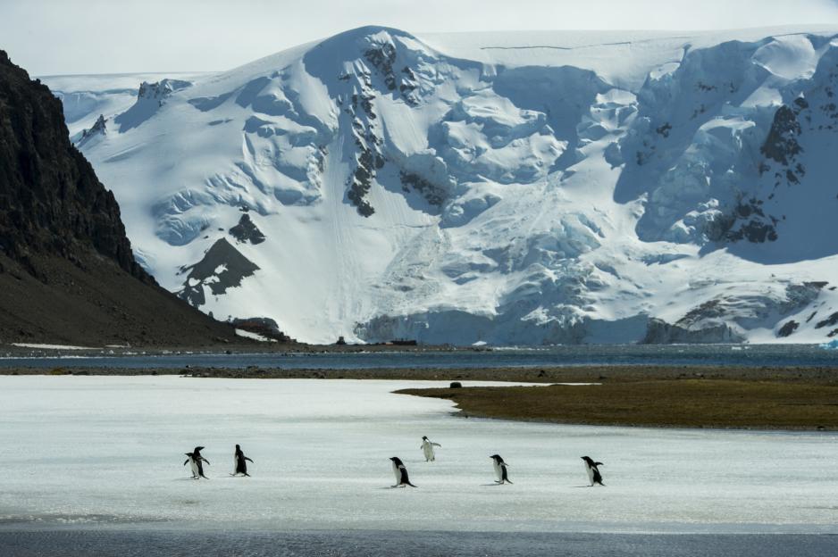 Adelie penguins walking on a frozen pond in Antarctica.
