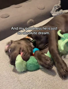 Puppy playing with toys.