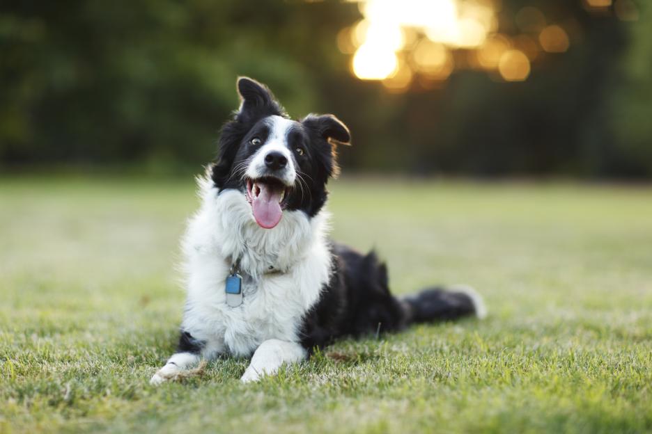 Happy border collie lying in the grass.