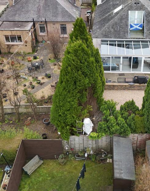 Aerial view of a garden dispute between neighbors over a hedge and tree height.