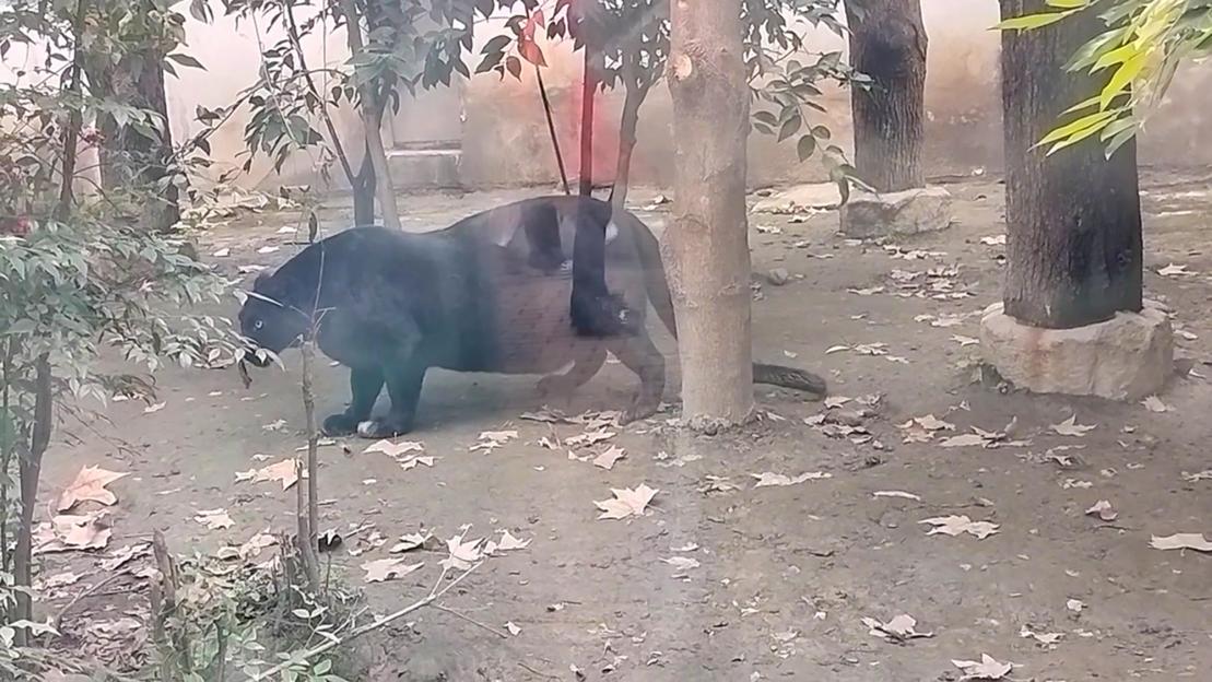 Obese black panther at Chengdu Zoo, China.