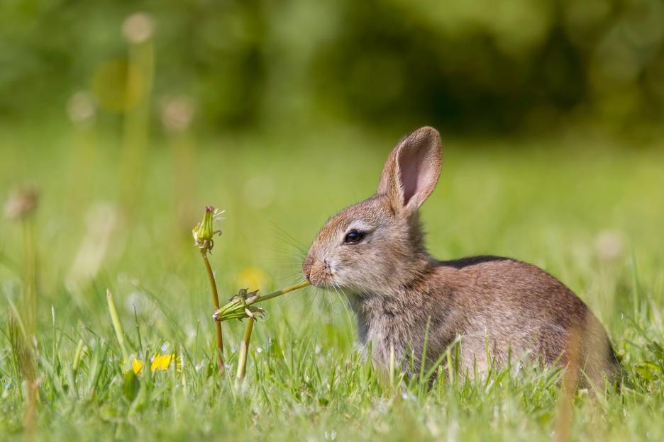 Wilko’s £1.49 household essential will drive nibbling pests out of your garden – and it won’t even harm your plants