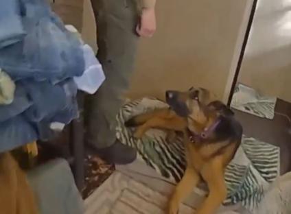Police photo of a cluttered home with dogs.