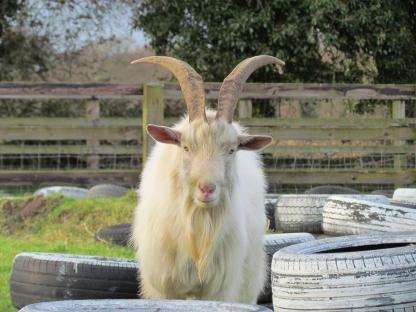 How a man who angered neighbours by filling his house with goats may have cost Labour Runcorn