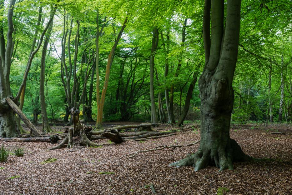 ‘Enchanted’ ancient English forest that featured in Netflix series – it’s perfect for autumn walks with great pubs