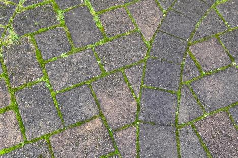 My grandma’s drive is covered in stubborn moss – gardeners suggested a 65p trick to banish it with no effort involved