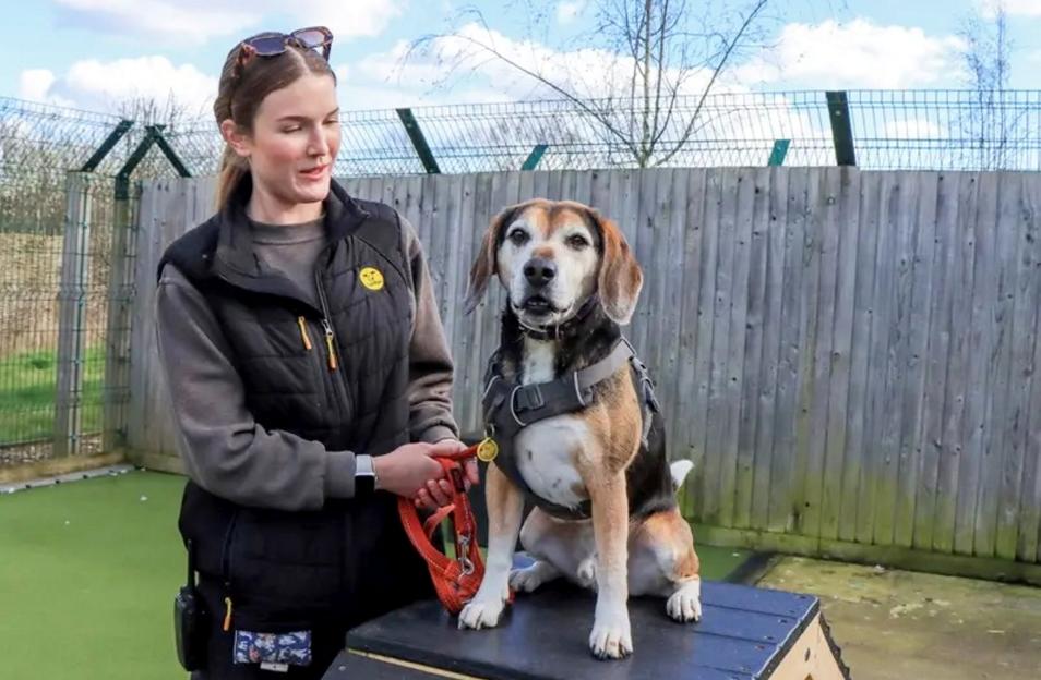UK's loneliest dog unwanted for two years because his grey snout makes him look old