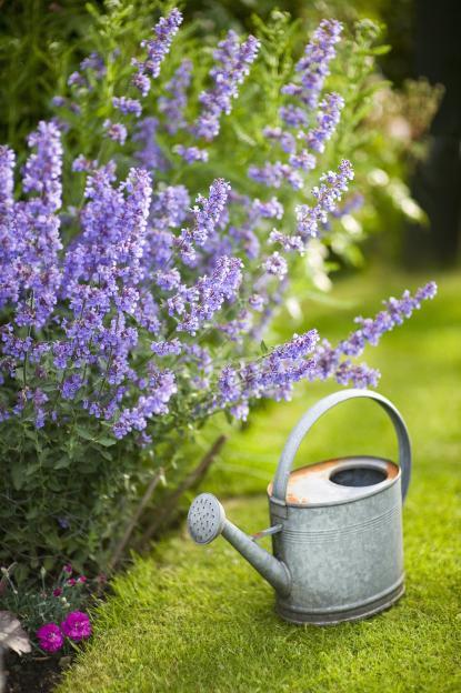 A gray metal watering can with a rusty top sits in green grass next to a large bush of purple flowers.