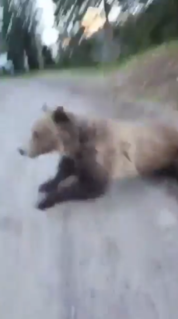 A grizzly bear on all fours, charging down a dirt road.