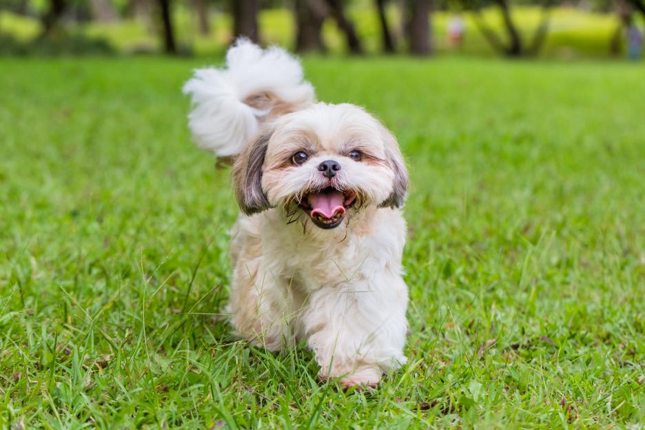 A Shih Tzu dog walking on green grass with its mouth open, looking playful.