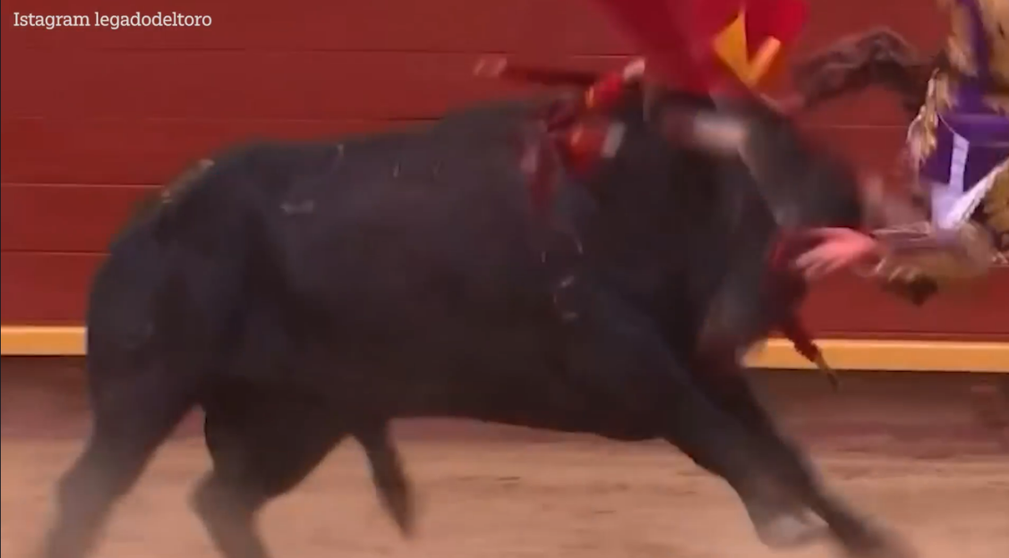 Bull goring a bullfighter in a ring.