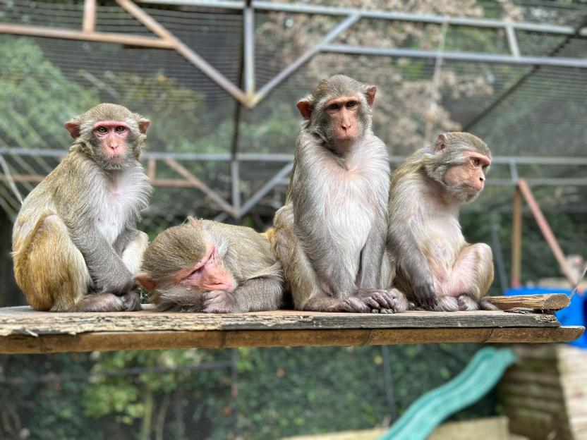 Iconic UK Zoo Closes After Nearly 50 Years: Owner Shares Heartfelt Goodbye