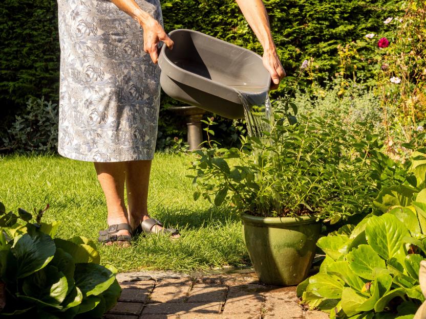 Is It Okay to Water My Plants During a Hosepipe Ban?