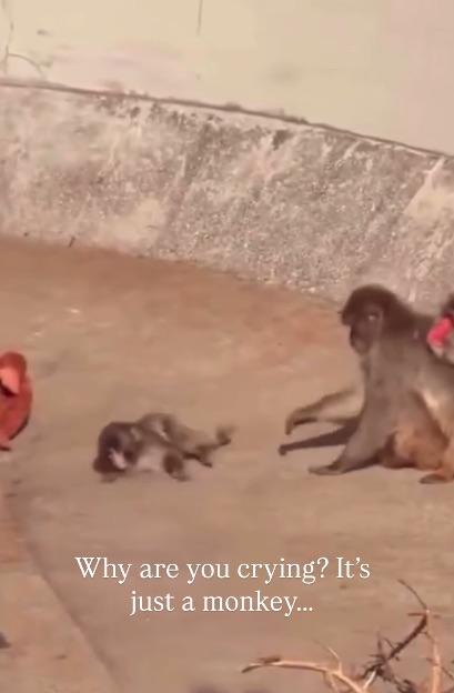 NINTCHDBPICT001061642449