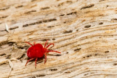 Parasitic bugs that inject and EAT human skin cells are thriving in UK this autumn – 3 signs you’ve been bitten