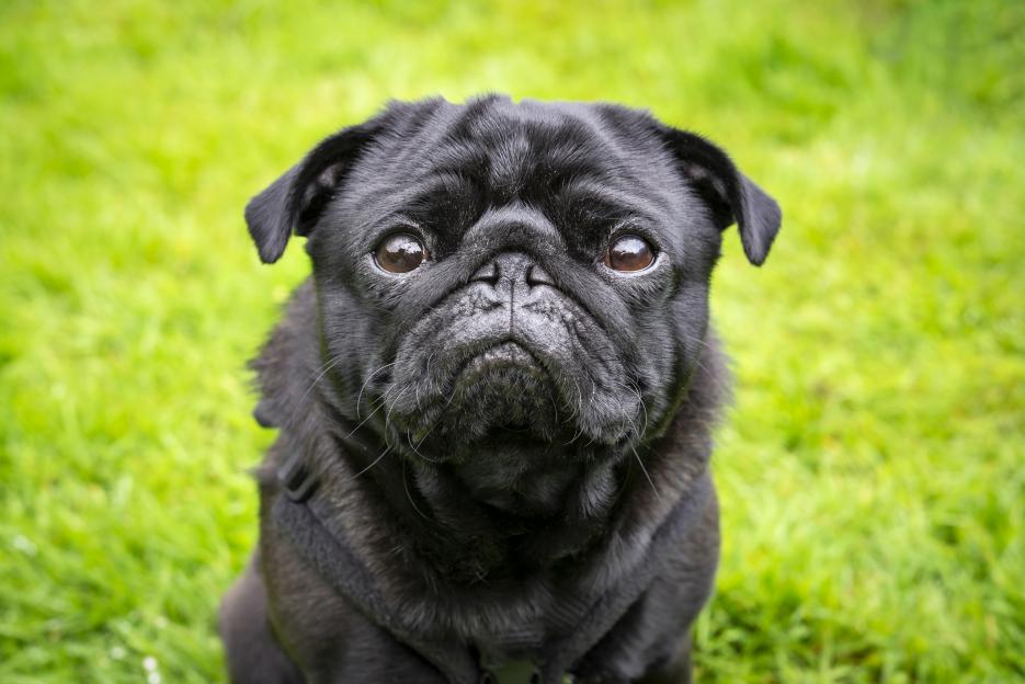 Black pug looking at the camera in green grass.