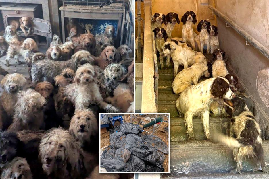 'Disturbing Surge of Overcrowded Dog Houses: Starving Pets in Appalling Conditions and the Lack of Legal Action Against Owners'
