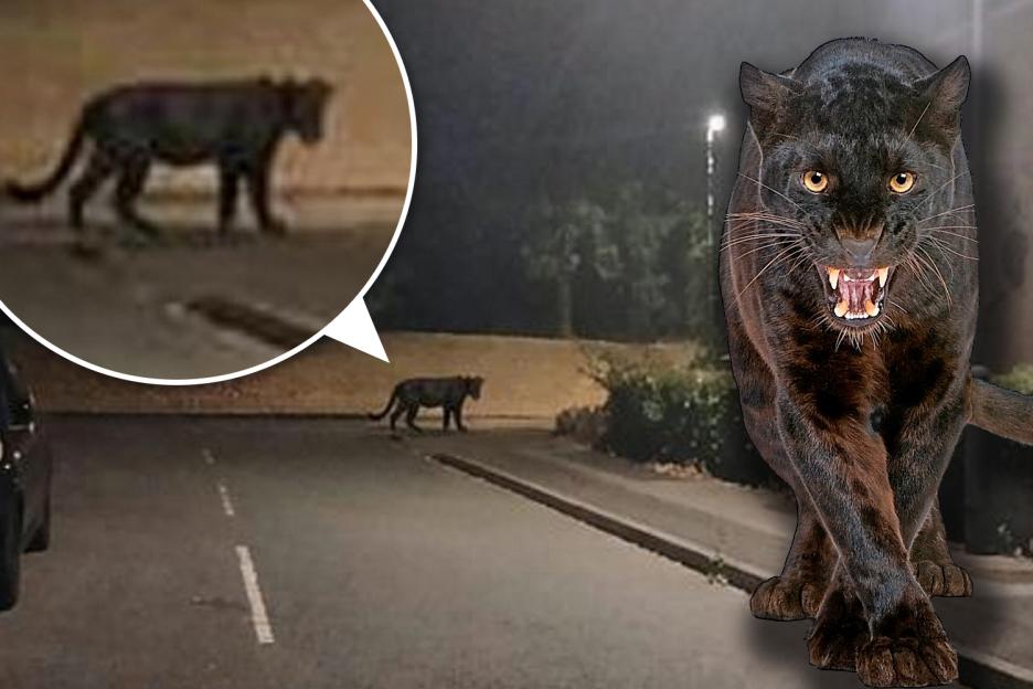 "Mom Spots 'Panther' Stalking UK Streets While Taking Out the Trash"