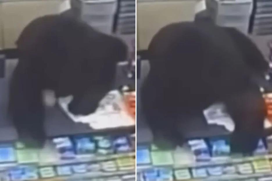 Terrifying Encounter: Black Bear Chases 11-Year-Old Boy into Store, Jumps Over Counter in Pursuit