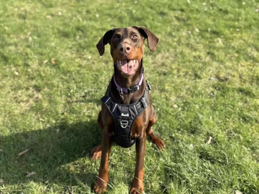 Mabel the Doberman recovering at the RSPCA's Felledge Animal Centre.