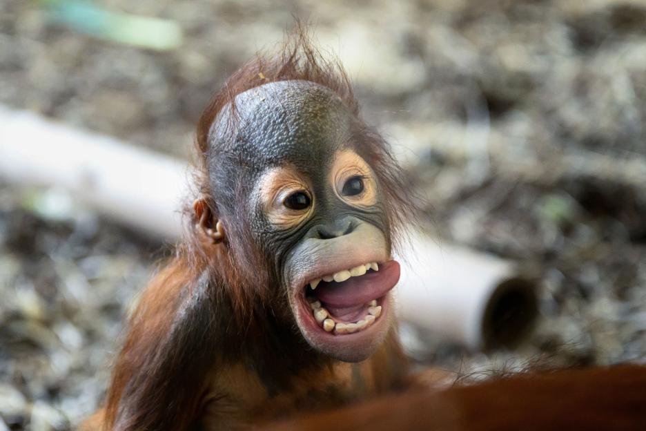 Orangutan Moms Set Up Jungle Playdates for Their Little Ones, Even Sacrificing Lunch to Keep Them Together!