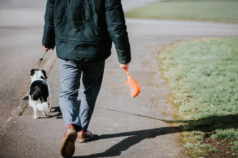New £100 Fine for Dog Walkers Without Poo Bags Introduced in UK Coastal Hotspot