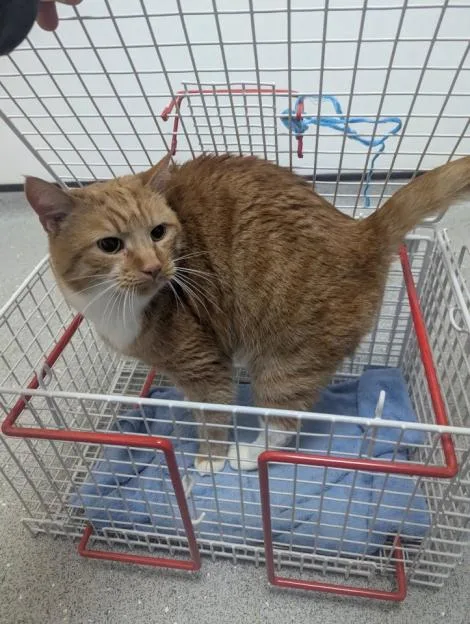 Charlie the ginger and white cat stands inside an open wire pet carrier on top of a blue blanket.