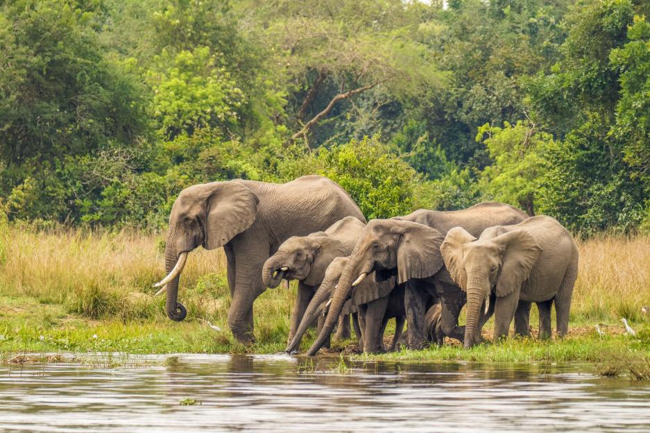 A herd of elephants ( Loxodonta Africana) drinking at the riverbank of the Nile, Murchison Falls National Park, Uganda.
