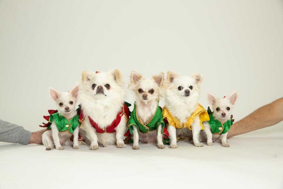 Five long-haired Chihuahuas in dragon costumes.
