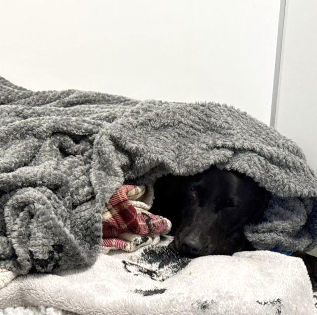 Dog rescued from Ben Nevis suspected to have eaten discarded cannabis