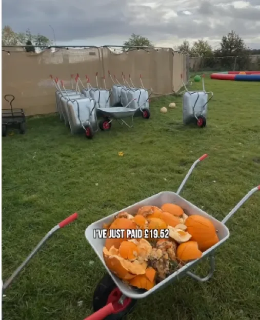 Wheelbarrows filled with discarded pumpkins and stacked in a field at the Suffolk Pumpkin Patch.