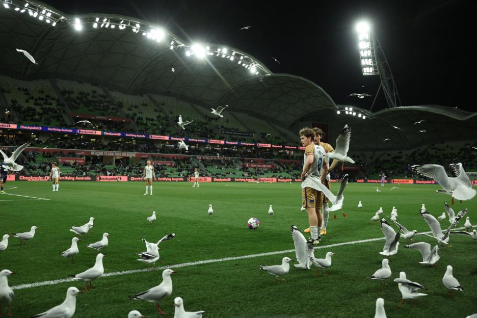 Seagull Invasion: Football Match Erupts into Chaos as Flock Takes Over the Field!