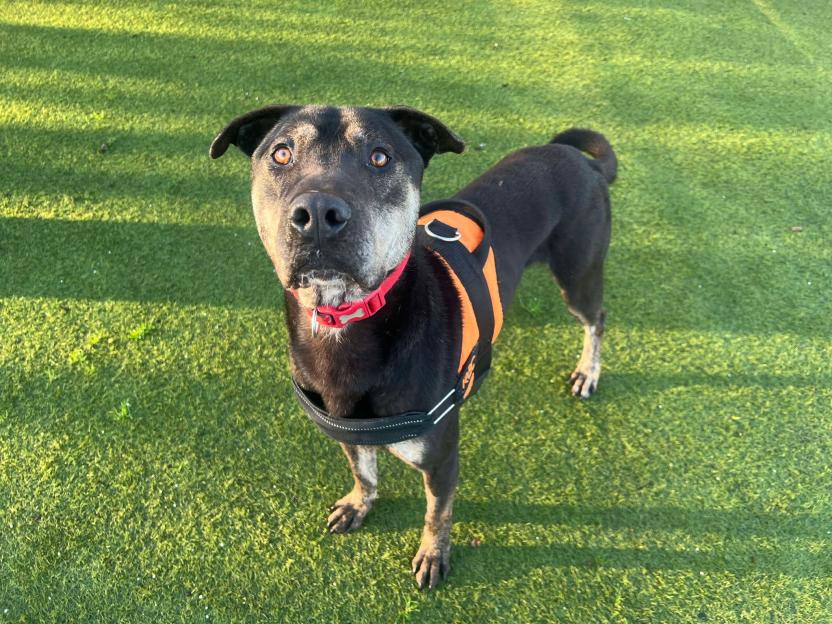 'Meet the Lovable Pups Searching for a Forever Home This Christmas – Here’s How You Can Make Their Wishes Come True!'