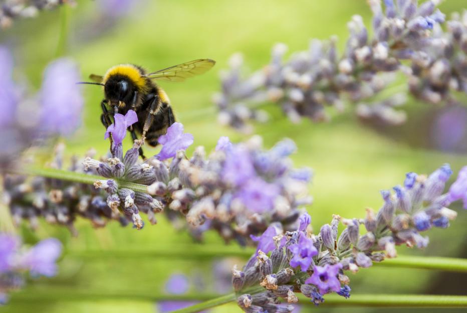 Bee pollinating lavender flower
