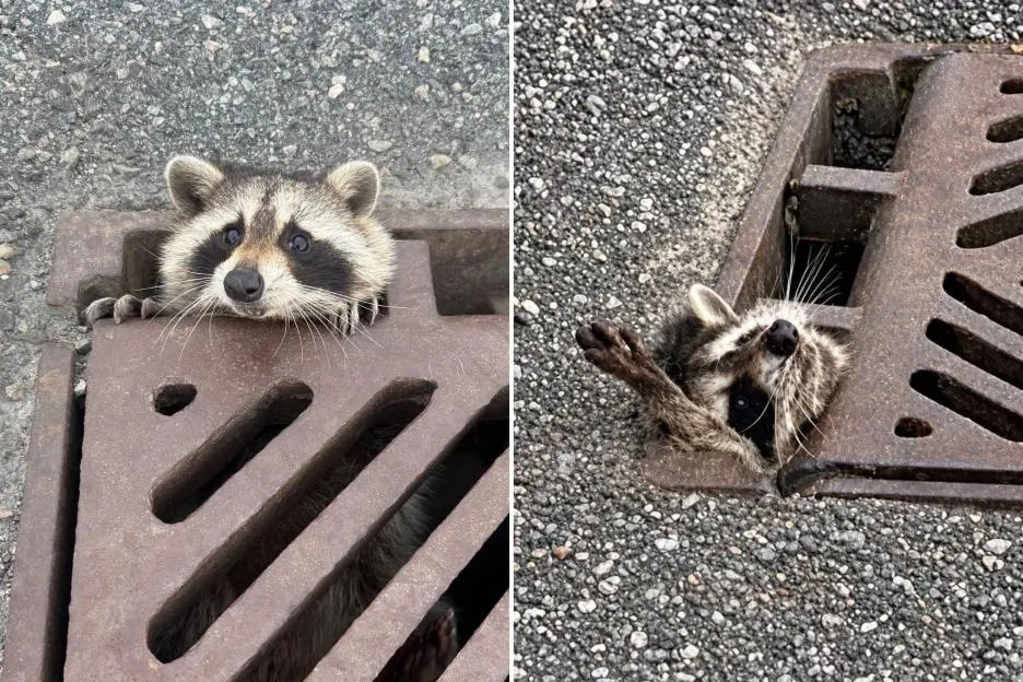 Hapless raccoon Rocky reaches paw out for help after getting stuck in drain as cops close road to rescue trapped critter