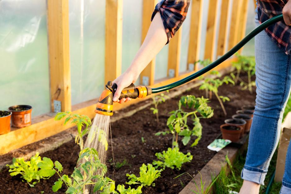 Is It Allowed to Water My Allotment During a Hosepipe Ban?