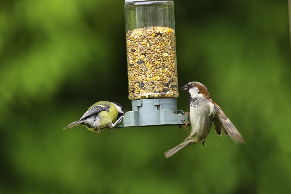 A male house sparrow and a great tit eating from a bird feeder.