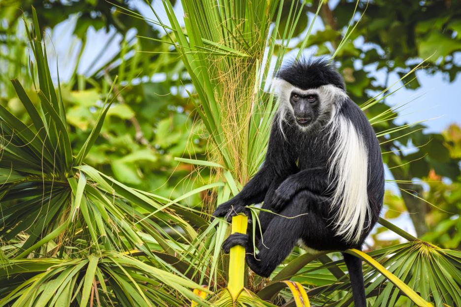 Angola Colobus monkey sitting in a palm tree.