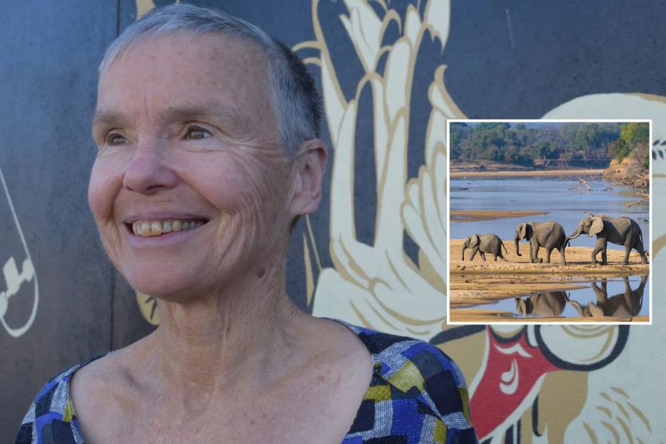 British Tourist Fatally Trampled by 'Gentle-Looking' Elephant in Seconds on Walking Safari