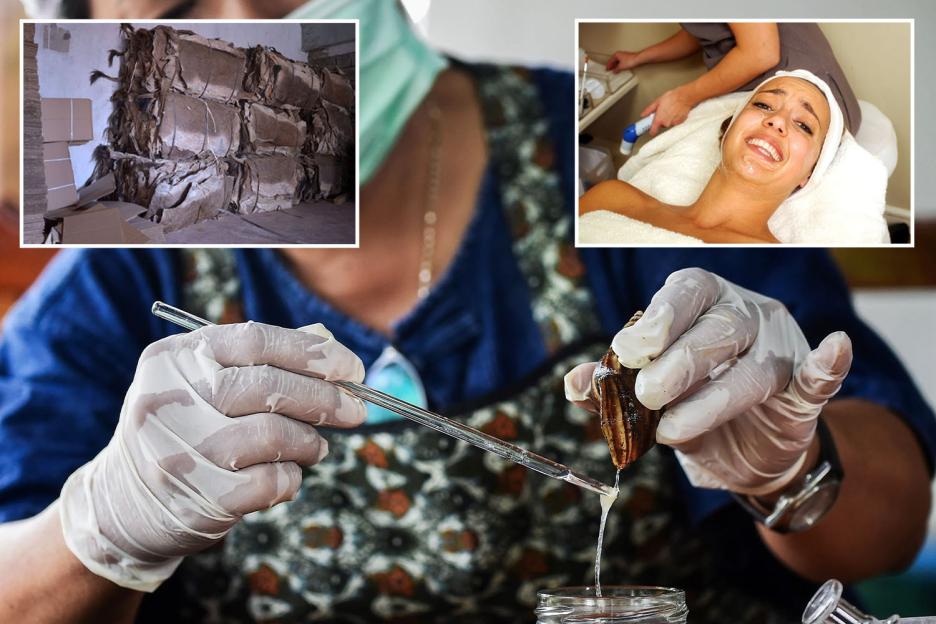 Unveiling the Shocking Secrets Behind Your Favorite Beauty Products: What’s Really Inside – From Boiled Donkeys to Electrocuted Snails!