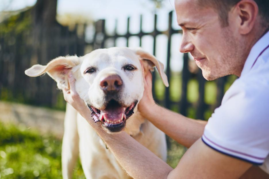 A young man petting a happy Labrador Retriever in a backyard.