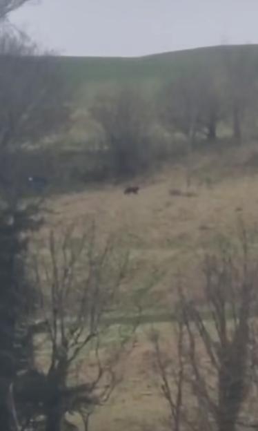 NINTCHDBPICT001059683370