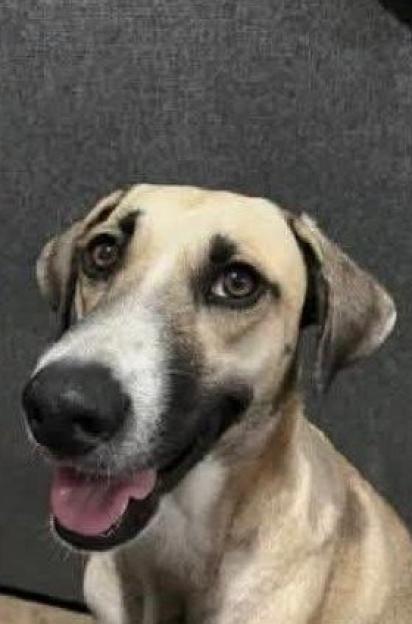 VIDEO: Missing dog spotted during World Cup celebrations and reunited with owners