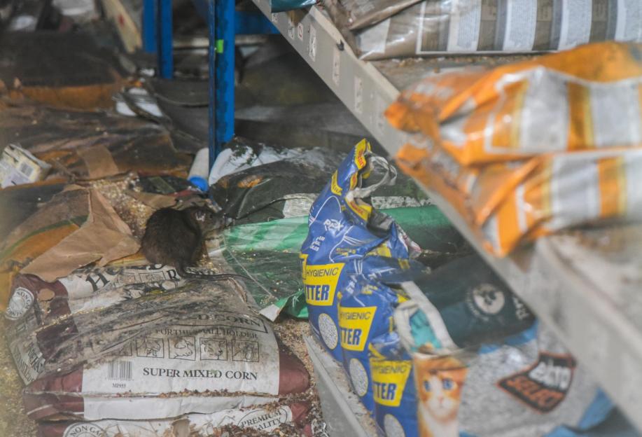 A rat in an abandoned pet shop, surrounded by spilled bags of pet food and litter.