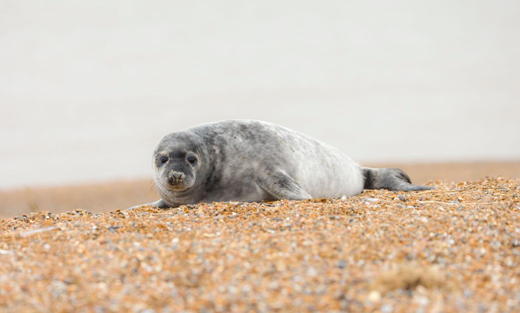 Grey seal pup alone on a beach.