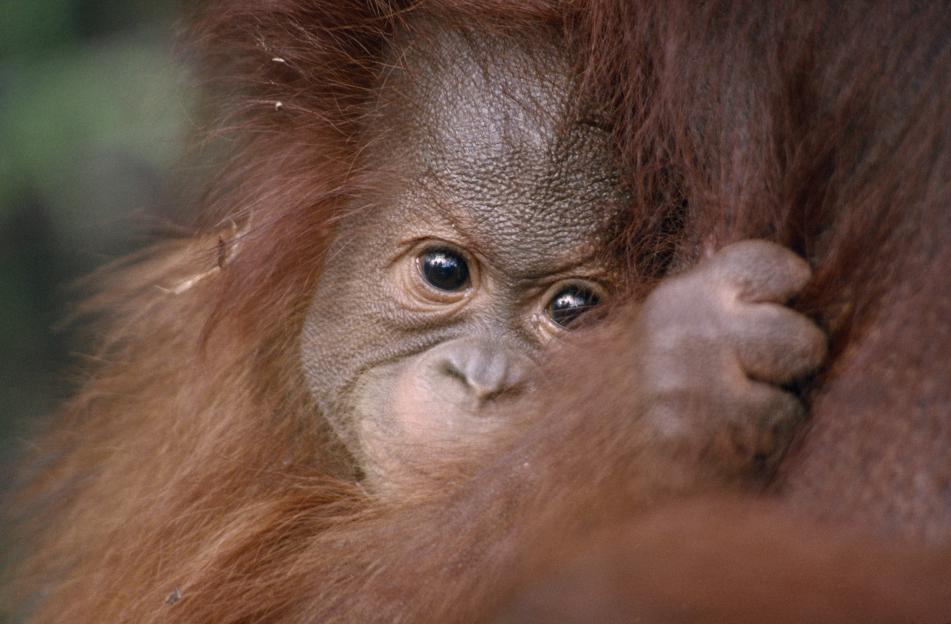 Pongo pygmaeus Close view of baby Orang-utan clutching its mother