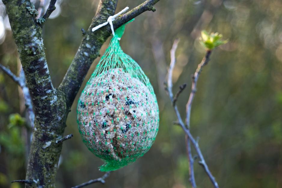 A fat ball bird feeder, encased in a green plastic net, hanging from a moss-covered tree branch.