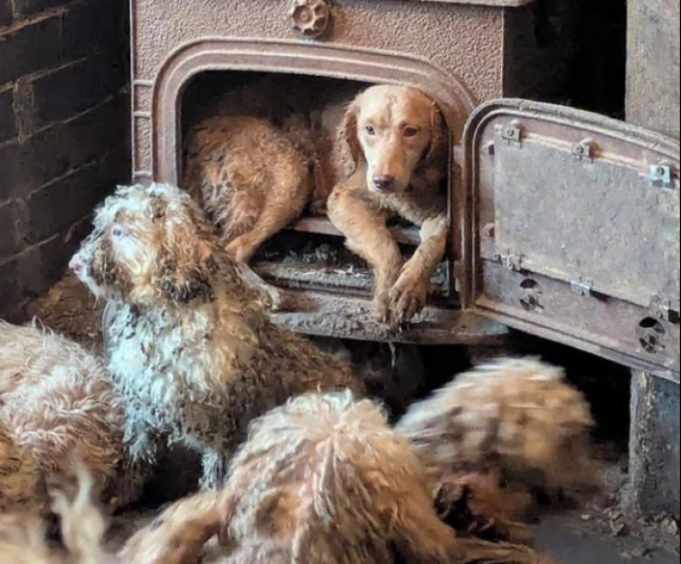 Filthy, matted dogs in and around a wood burner.